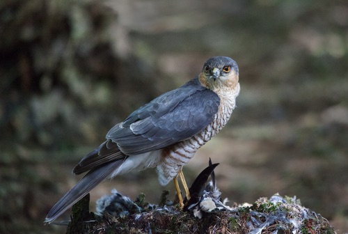 Sparrowhawk .jpg Sparrowhawk .jpg
